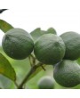 10pcs/bag Delicious Fruit Lemon Trees Planted Seeds Garden Easy Planting Seed